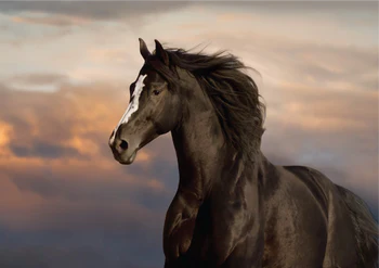 Majestic Horse Tissue Paper - 23.4 x 33.1