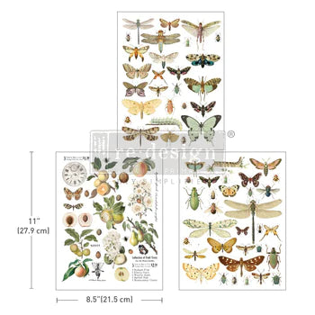 Transfer 8.5x11 - Bug Whisperer
