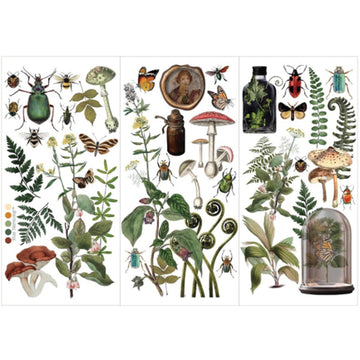 Transfer 6x12 - Botanical Archives