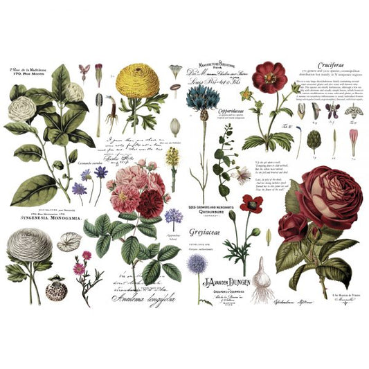 Transfer 48x35 - Vintage Botanical